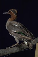 藏品(小水鴨)的圖片